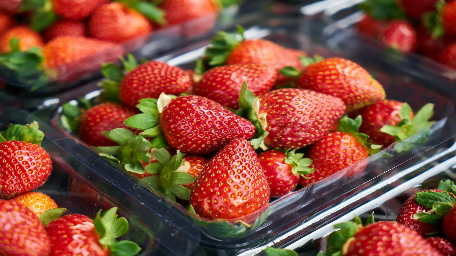 STRAWb.jpg